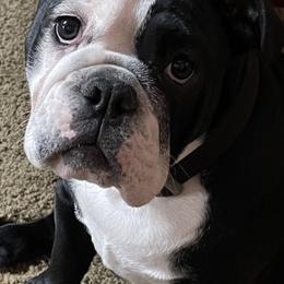Boxers, Bulldogs, and French Bulldogs from Springwood Farm