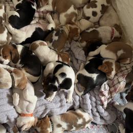 Beagles from Beagles on the Run