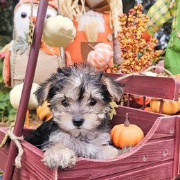 Pink Collar Girl - Black and tan female Morkie puppy in Guyton, Georgia from Fluff Town Puppies