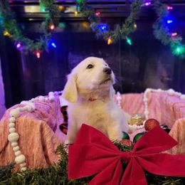 Miss Pink - Light golden Golden Retriever puppy in Conroe, Texas from Golden Keys Kennels