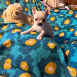 Larry - Cream and white male Chihuahua puppy in Beaumont, Texas from Anastasia’s Tiny Pupps