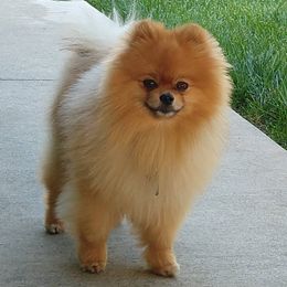 Pomeranians and Pomskies from SnowPak Pomskies