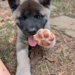 Saki's Boy 6 - Black, fawn undercoat male Akita puppy in South Carolina from Sierra Mountain Akitas