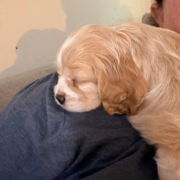 Brianna - Buff female Cocker Spaniel puppy in Hickory, North Carolina from Homegrown Spaniels