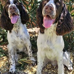 English Springer Spaniel Puppies from Spellcraft Springers