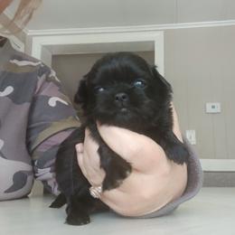 Littia - Black female Shih Tzu puppy in Brodnax, Virginia from Kbsshihtzus
