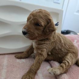 Trixie - Red  female Poodle puppy in Wilmington, Delaware from Imperial Poodles LLC
