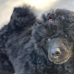 Poodle All Grown Up from Berndt Sienna Poodles
