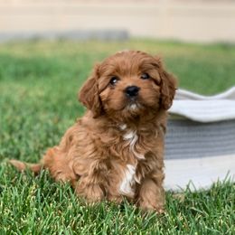 Cavachon, Cavalier King Charles Spaniel, and Cavapoo Puppies from Cavachon Love
