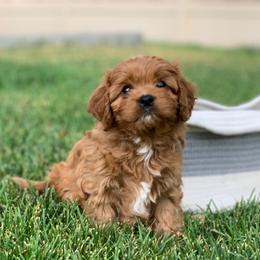 Cavachon, Cavalier King Charles Spaniel, and Cavapoo Puppies from Cavachon Love