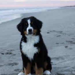 Boy 7 - Black tan and white Bernese Mountain Dog puppy in Earlham, Iowa from Summer's Berners