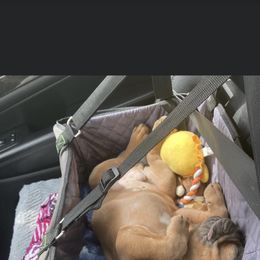 Boston Terrier and French Bulldog Puppies from High Plains Bullies