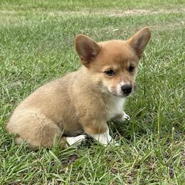 Snickers - Red female Pembroke Welsh Corgi puppy in Ocala, Florida from Rivermont Farm