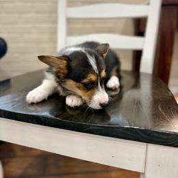 Georgia - Black and tan female Pembroke Welsh Corgi puppy in Payson, Utah from Spring Creek Aussies + Corgis