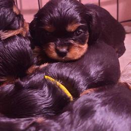 Huffkin - Black and tan male Cavalier King Charles Spaniel puppy in Winthrop, New York from McMahon's Cavalier King Charles Spaniels