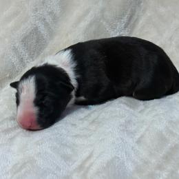 Boy 9 - Black tan and white male Bull Terrier puppy in Texas from The Bull Terrier Breeder
