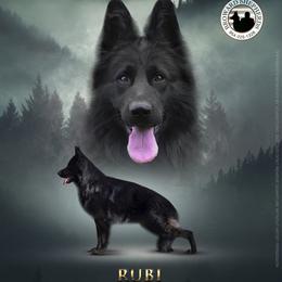 SG Rubi - German Shepherd