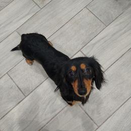 Genesis - Dachshund
