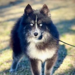 Phantom toy Wolf Pomsky - Tri-color male Pomsky puppy in Perkins, Oklahoma from A-Dream Pomsky Kennel