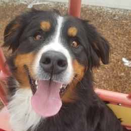 Bernedoodles and Bernese Mountain Dogs from Beautiful Mountain Berners