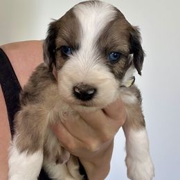 Boy 3 - Blue merle male Aussiedoodle puppy in Martin County, Florida from Biggie Ranch