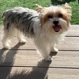 Lindy Lou - Yorkshire Terrier