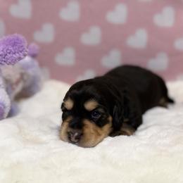Bob - Black and tan male Dachshund puppy in Morristown, Tennessee from Hillside Hounds