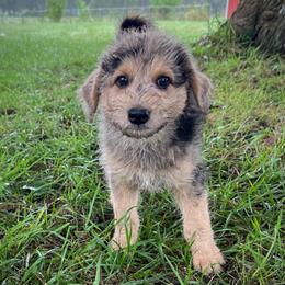 Molly - Merle female Assorted Doodle Crosses puppy in Kansas City, Missouri from Beary GoldenDoodles