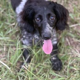Charlee - Dachshund