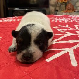 Queen Girl 2 - Blue speckled female Australian Cattle Dog puppy in Monroe, Louisiana from The Sweet Kennels