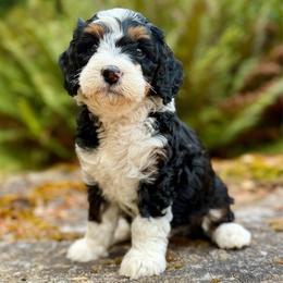 Prince Charming (Light Green Collar) - Tri-color male Bernedoodle puppy in Stanwood, Washington from Butter Cup Pups and Paws
