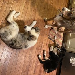 Australian Shepherd and Goldendoodle Puppies from Anglin Doodles