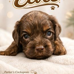 Evee - Brown and tan female Cockapoo puppy in Perry, Arkansas from Parker's Cockapoos