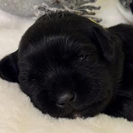 Celeste - Black female Miniature Schnauzer puppy in Bullard, Texas from Black Gold Miniature Schnauzers