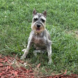Vera - Miniature Schnauzer