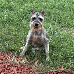 Vera - Miniature Schnauzer