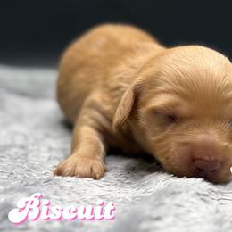 BISCUIT - Red female Dachshund puppy in Alto, Texas from Double W Doxies