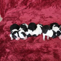 Border Collie Puppies from Forthright Border Collies