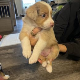 Miniature Australian Shepherd Puppies from Hadden's Aussies