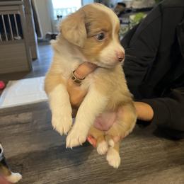 Miniature Australian Shepherd Puppies from Hadden's Aussies