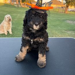 Girl 2 - Tri-color female Bernedoodle puppy in Paradise, Texas from Diamond Z Poodles & Doodles