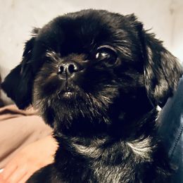 Noelle - Shih Tzu