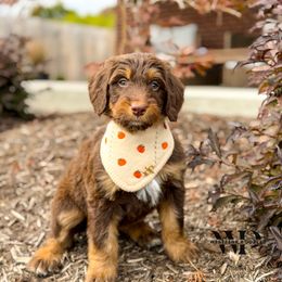 Diglett - male Australian Mountain Doodle puppy in Pittsburgh, Pennsylvania from WestPenn Doodles LLC