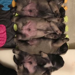Pug Puppies from Pickwick Pugs