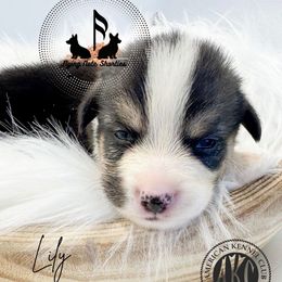 Lily- AKC - Black and tan female Pembroke Welsh Corgi puppy in Casper, Wyoming from Flying Note Shorties