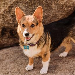 Bailey - Pembroke Welsh Corgi