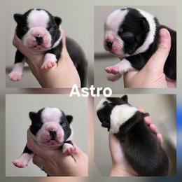 Astro - Black brindle and white male Boston Terrier puppy in Billings, Missouri from Azaleas Euro Boxers & Boston Terriers