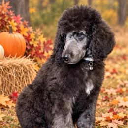 Sonny - Silver male Poodle puppy in Lookout, California from Rossiter Poodles