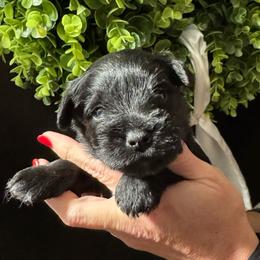 Hot Pink Girl - Black female Miniature Schnauzer puppy in Oneonta, Alabama from Murphree Valley Kennels