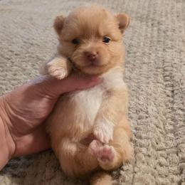 Boy 3 - Cream male Pomeranian puppy in Meherrin, Virginia from Traveling Poms